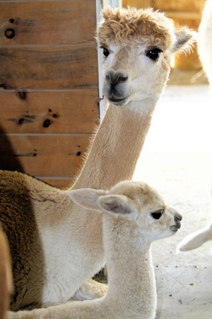 Alpaca baby-cria and mom
