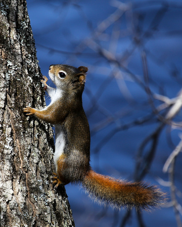RED SQUIRREL_0307-1