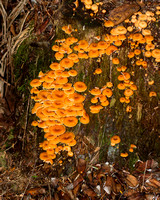 Maine Wildflowers, plants,Fungi