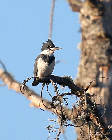 BELTED KINGFISHER_0012-1