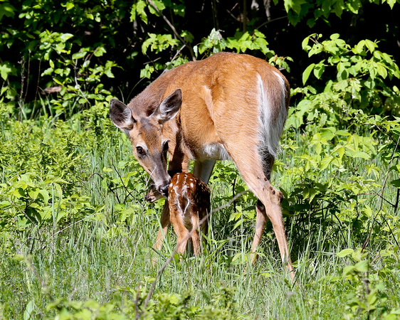 WHITE-TAILED DOE DEER AND FAWN_0129-1