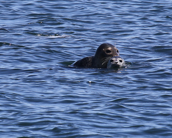 HARBOR SEAL MOTHER AND PUP_0429-1