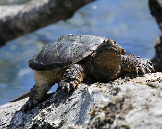 SNAPPING TURTLE_0074-1