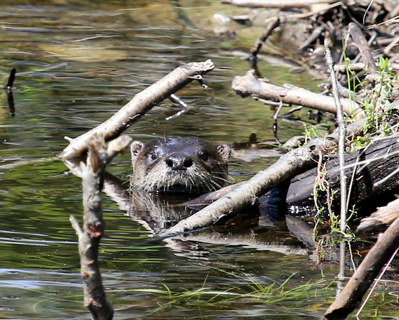 RIVER OTTERS_0032-1