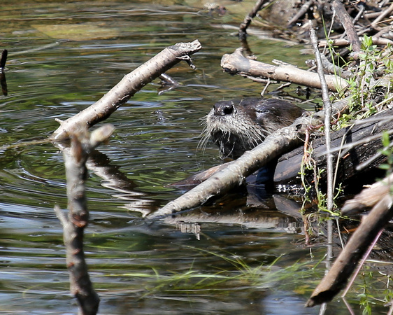 RIVER OTTERS_0035-1