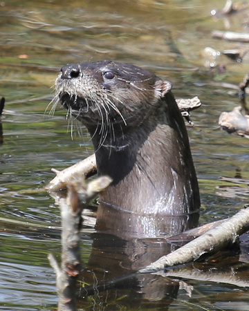 RIVER OTTERS_0045-1-2