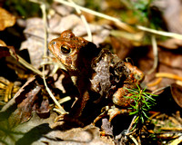 AMERICAN TOAD