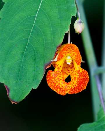ORANGE JEWELWEED spotted touch-me-not