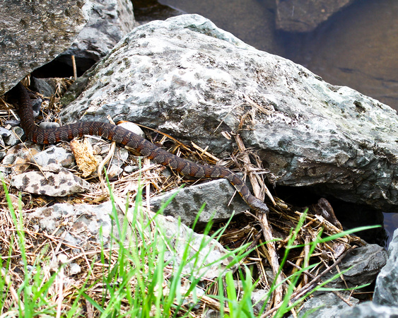 NORTHERN WATER SNAKE