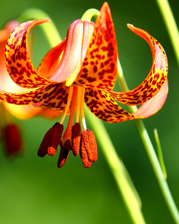 CANADA LILY