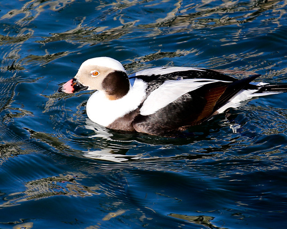 LONG-TAILED DUCK_0034-1