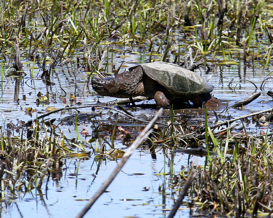 SNAPPING TURTLE PAIR GOT AWAY_0053-1