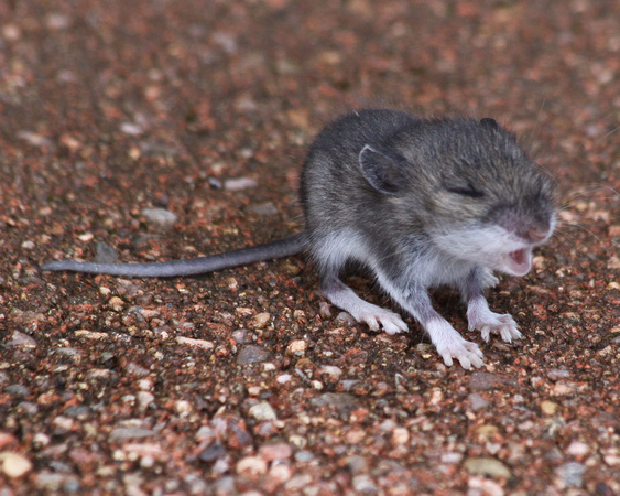Wood mouse baby