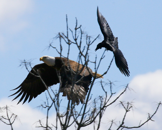 AMERICAN BALD EAGLE HARASSED BY CROWS_0135-1
