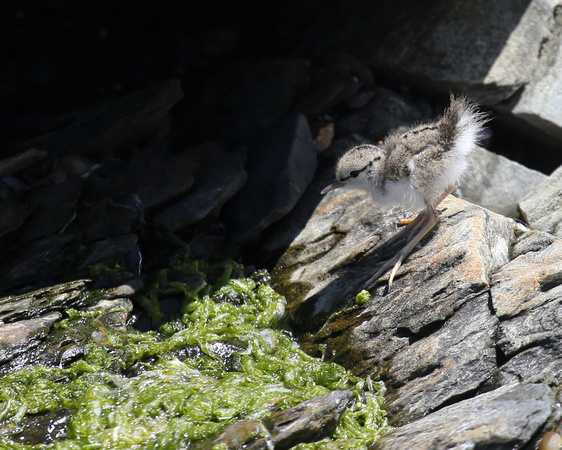 SPOTTED SANDPIPER CHICK_0084-1
