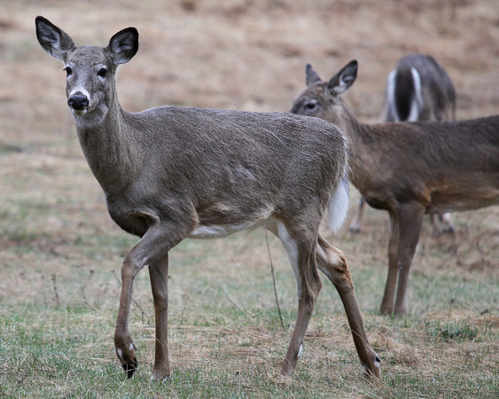 WHITE-TAILED DEER STRATTON__0022-1