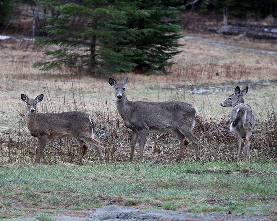 WHITE-TAILED DEER STRATTON_0019-1
