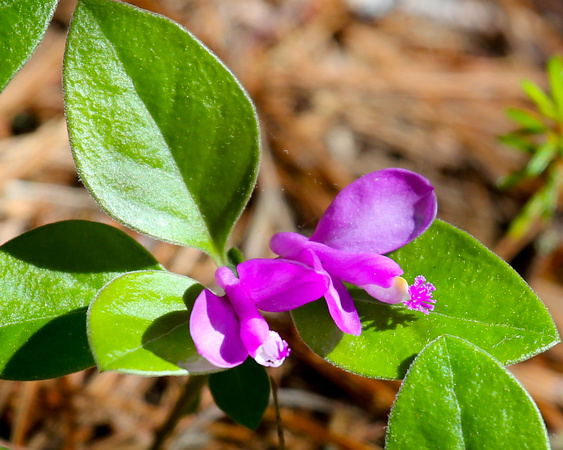 FRINGED POLYGALA R. PERRY FOREST_0054-1