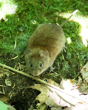 SOUTHERN RED-BACKED VOLE