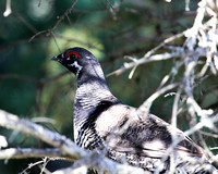 Maine Feathers