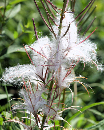 Fireweed gone to seed