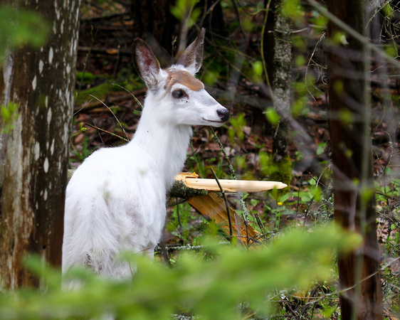 WHITE-TAILED DOE leucistic deer