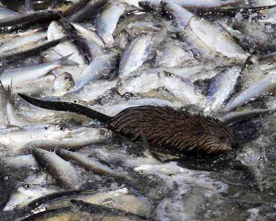 MUSKRAT SWIMMING WITH ALEWIVES ORLAND_0067-1