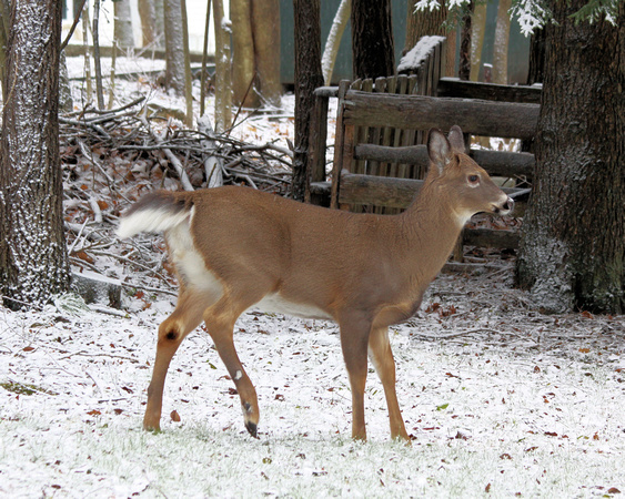 White-tailed doe deer