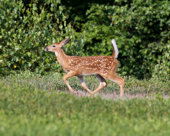 WHITE-TAILED DEER FAWN
