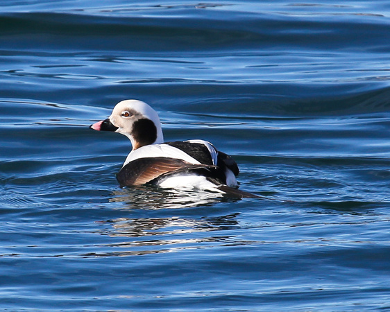 LONG-TAILED DUCK SW HARBOR_0109-1