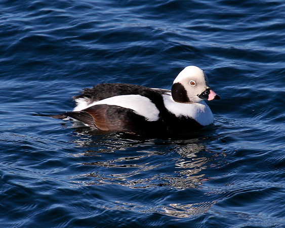 LONG-TAILED DUCK ROCKLAND_0053-1