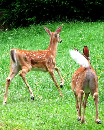 White-tailed Deer fawns