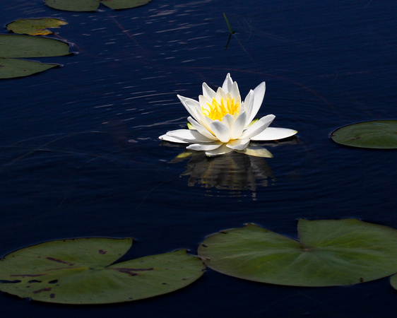 FRAGRANT WATER LILY