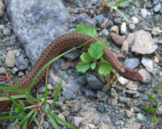 Red-belly Snake