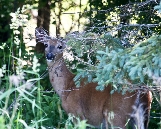 WHITE-TAILED DEER BUTTON BUCK