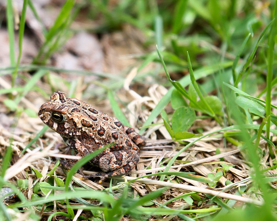 WOODHOUSE'S TOAD