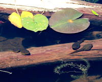 Bull frog tadpoles
