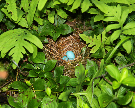 BIRD'S EGGS ground nest