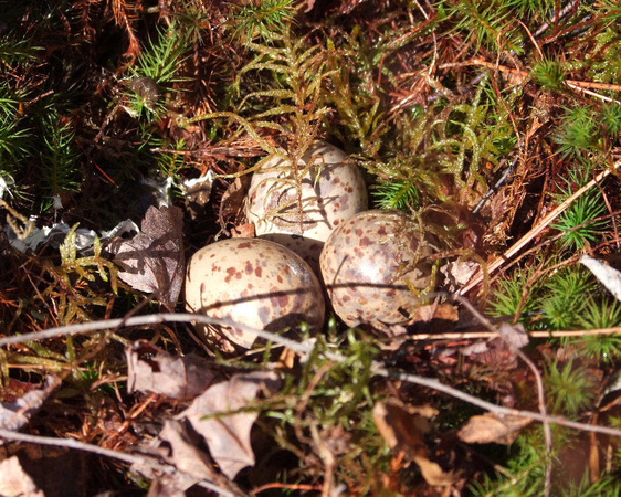 Woodcock nest with three eggs