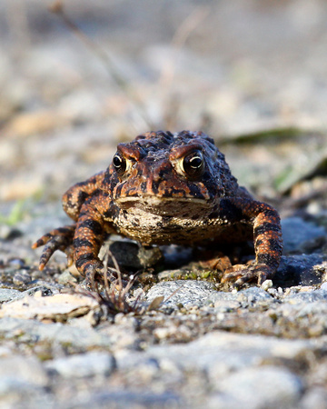 WOODHOUSE'S TOAD