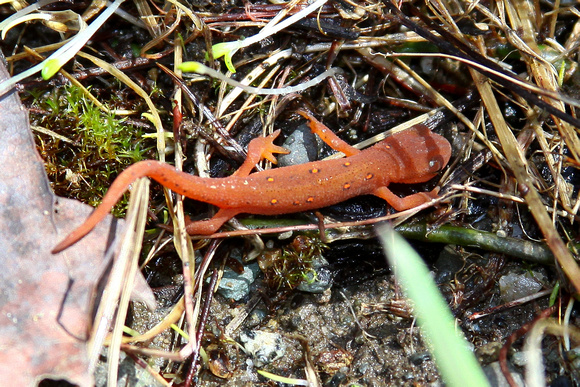 EASTERN RED-SPOTTED NEWT