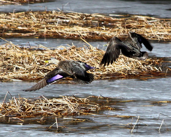 American Black Duck male & female