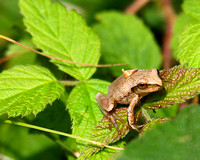 Maine Wildlife