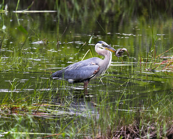 GREAT BLUE HERON WITH AN EEL