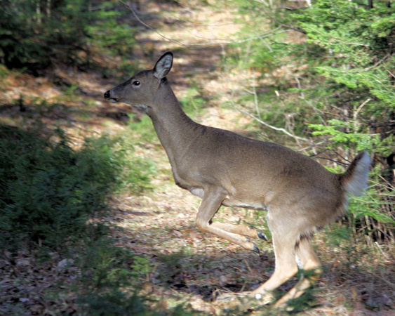 White-tailed doe deer