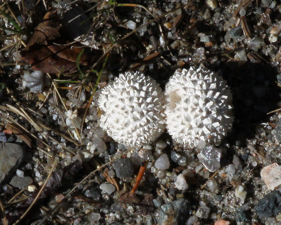 White spiny puffball Vascellum curtisii (?)