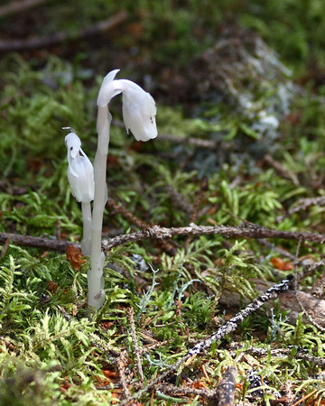 Indian-pipe