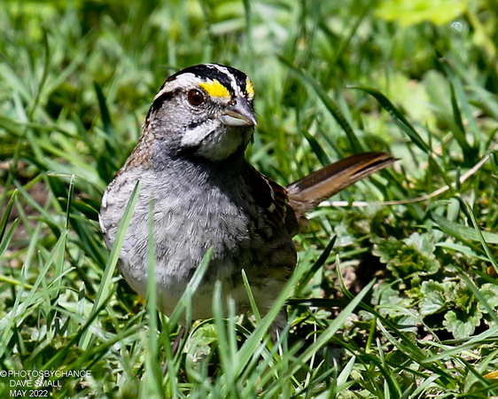 WHITE-THROATED SPARROW WHITE STRIPED MORPH OLD TOWN_0014-1