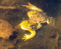 AMERICAN TOAD AND GREEN FROG