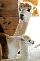 Alpaca baby-cria and mom